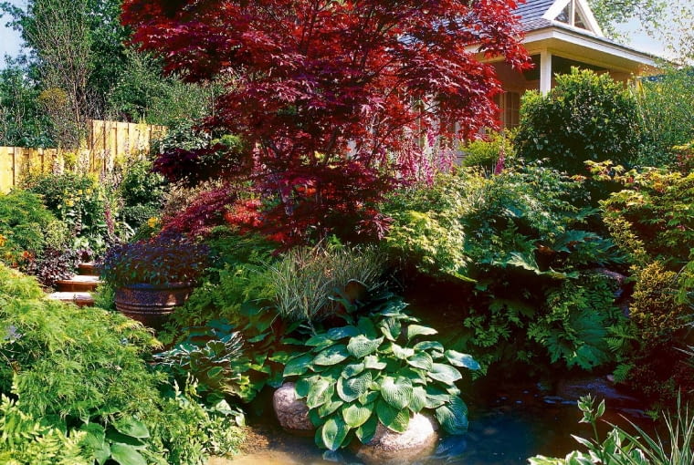 Klon palmowy 'Atropurpureum' nJEZIORKO WODA STAW ZBIORNIK WODNY OCZKO WODNE SCHODY KAMIEN DOM PLOT DREWNIANY OGRODZENIE DREWNIANEKLON ZWYCZAJNY ACER PLATANOIDES ODMIANA ROYAL RED LISC CZERWONY DRZEWO LISCIASTE FUNKIA SIEBOLDA HOSTA SIEBOLDIANA BYLINA FUNKIA ODMIANA FRANCEE KLON PALMOWY ACER PALMATUM ODMIANA DISSECTUMFOT. AGNIESZKA STACHURSKASLAJD MALYPUBLIKACJA OGRODY NR 2 (70) - 2.2005
