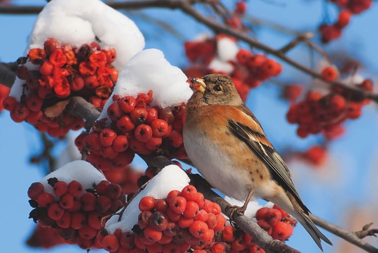 ZIĘBA JER chętnie żywi się nasionkami z owoców jarzębu. ZIĘBA JER chętnie żywi się nasionkami z owoców jarzębu.