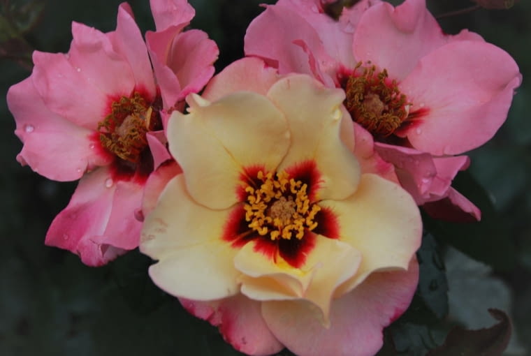 róża ‘Alissar’, syn ‘Princess of Phoenicia®’ róża ‘Alissar’, syn ‘Princess of Phoenicia®’