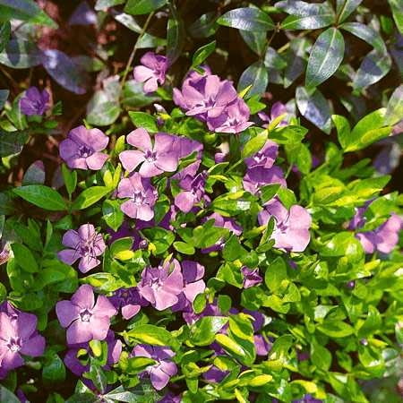 BARWINEK POSPOLITY VINCA MINOR BYLINA KRZEWINKA