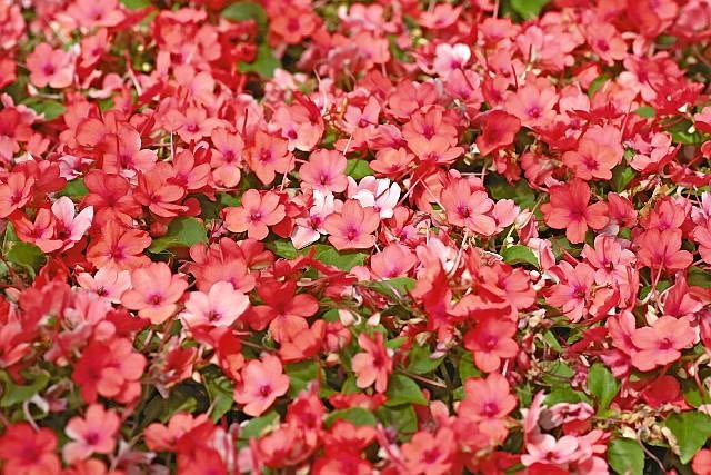 Niecierpek 'Dark Salmon' z serii Cheeky Niecierpek 'Dark Salmon' z serii Cheeky