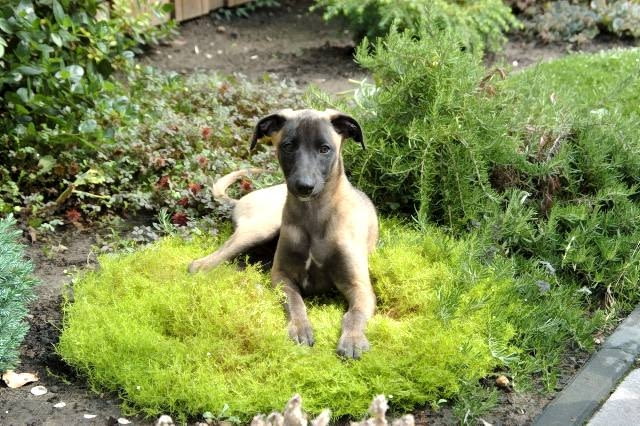 W miejscach, gdzie zwierzak najczęściej niszczy rośliny, posadźmy gatunki odporne na deptanie, np. macierzankę.