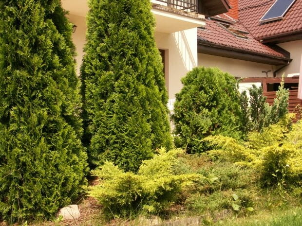 Ogród Pani Agnieszki Ogród Pani Agnieszki