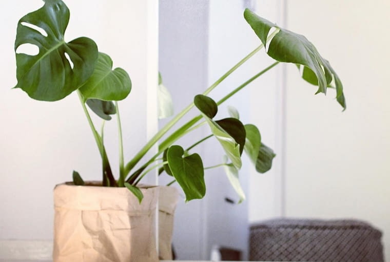Monstera Monstera