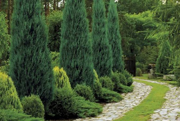 11.07.2007 OGROD , KOMPOZYCJA ROSLIN IGLASTYCH : JALOWCOW ' SKYROCKET ' , ZOLTYCH ZYWOTNIKOW WSCHODNICH ' AUREA NANA ' , KULISTYCH BUKSZPANOW I PLOZACYCH JALOWCOW SAWINSKICH ' TAMARISCIFOLIA ' WZDLUZ SCIEZKI FOT. LILIANNA SOKOLOWSKA PUBLIKACJA KWIETNIK NR 11 (179) - 11 2009 SLOWA KLUCZOWE: OGROD ROSLINA ARCHITEKTURA KOMPOZYCJA ZDJĘCIE DO WKŁADKI: PUBLIKACJA KWIETNIK NR 11 (179) - CZASOPISMA