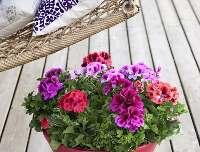 Pelargonia wielkokwiatowa, zwana angielską Pelargonia wielkokwiatowa, zwana angielską
