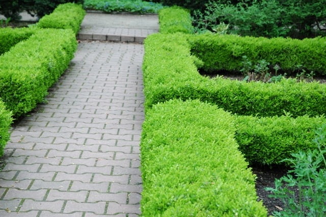 Bukszpan wieczniezielony (Buxus sempervirens) Bukszpan wieczniezielony (Buxus sempervirens)