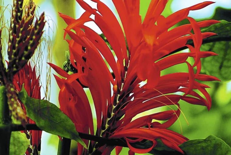 Czerwona Aphelandra tetragona Czerwona Aphelandra tetragona