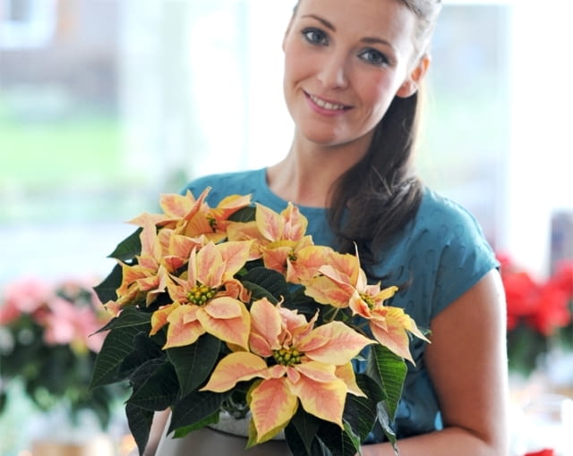 Gwiazda betlejemska Gwiazda betlejemska