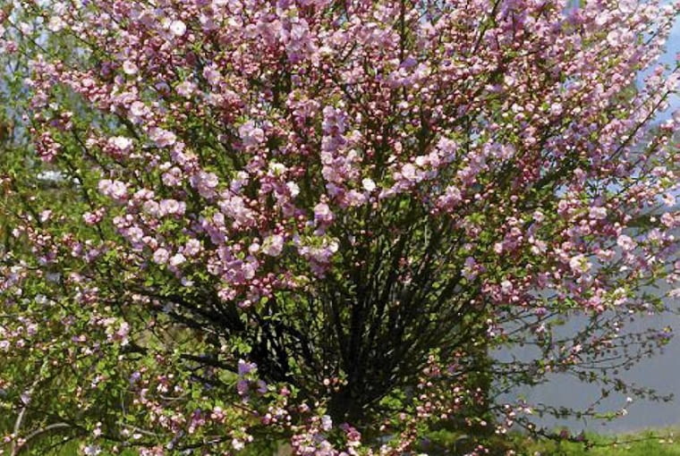Migdałek szczepiony na pniu. Krzewy ozdobne ONE TIME USE ONLY DO JEDNORAZOWEGO UZYCIA MIGDALEK TROJKLAPOWY PRUNUS TRILOBA DRZEWO LISCIASTE FOT. ADAM MAROSZ SLAJD MALY PUBLIKACJA OGRODY NR 3 (71) - 3.2005 SLOWA KLUCZOWE: DRZEWA KWIATY ROSLINY