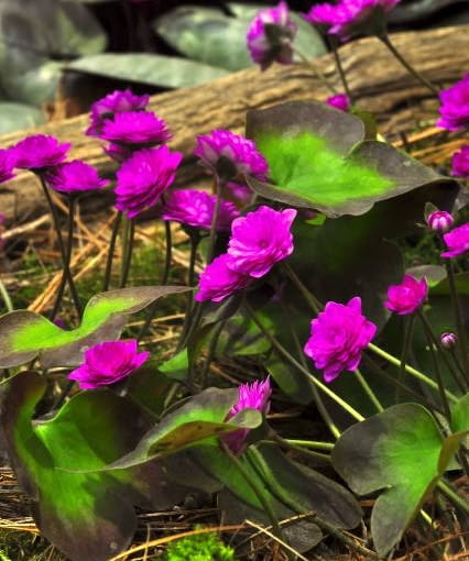 Przylaszczka pospolita 'Rubra plena' Przylaszczka pospolita 'Rubra plena'