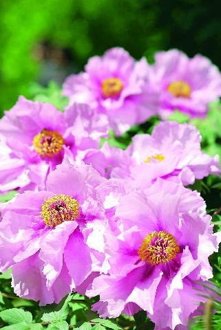 Kwiaty piwonii są naprawdę piękne, mogą przybierać różne barwy: purpurowe, białe bądź różowe Kwiaty piwonii są naprawdę piękne, mogą przybierać różne barwy: purpurowe, białe bądź różowe