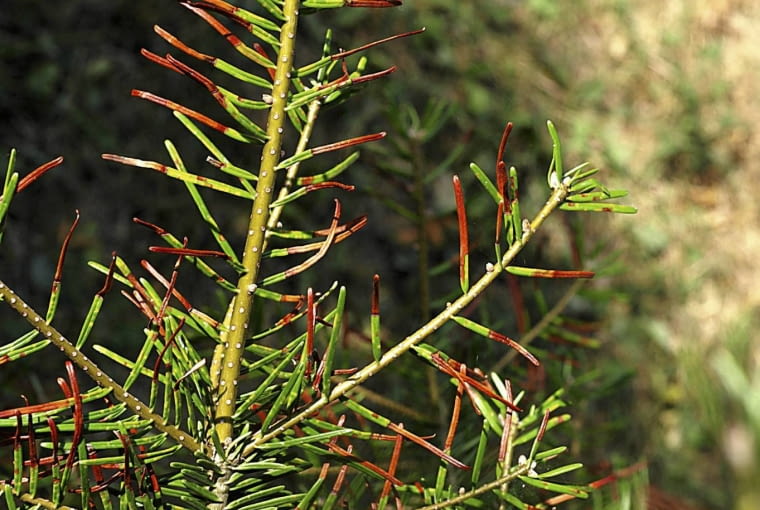 Opadzina (osutka) na igłach cisa. Opadzina (osutka) na igłach cisa.