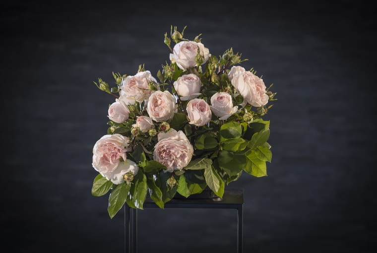 Srebrna Róża - Rosarium Szkółka Róż Chodun za Marchenzauber Kordes 2003 Srebrna Róża - Rosarium Szkółka Róż Chodun za Marchenzauber Kordes 2003