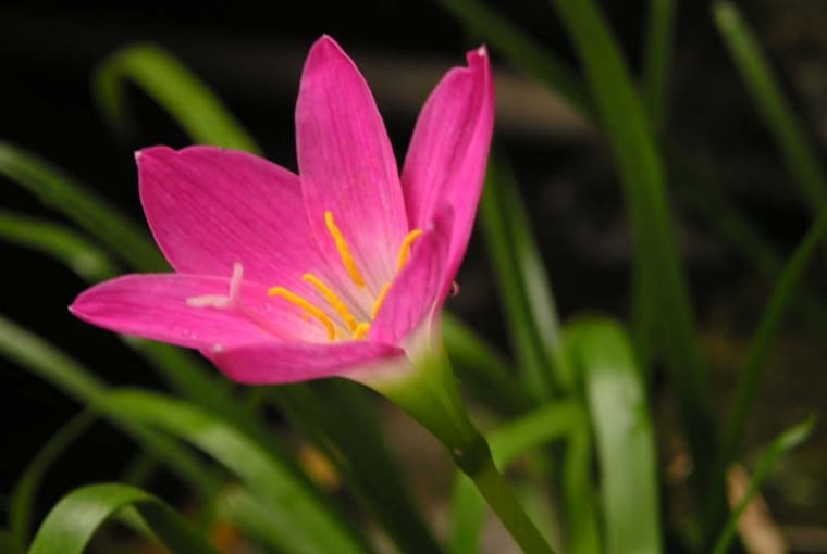 Fot. wikipedia Fot. wikipedia