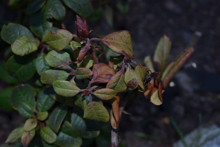 Pąki i liście różanecznika zasychają. fot.Aneta Żurkowska