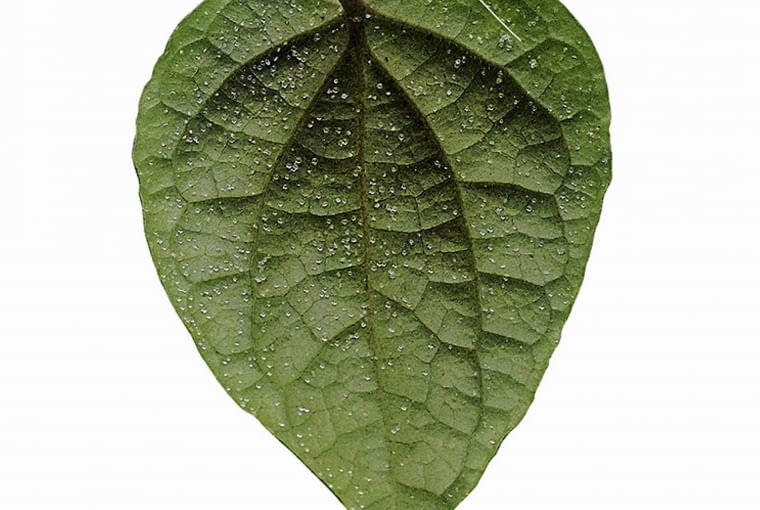 Malutkie kuleczki na spodzie liści pieprzu są objawem srebrzystości fizjologicznej.