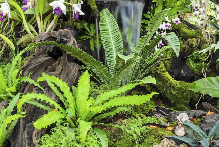 Katleja powinna mieć liście barwy oliwkowo- zielonej. Ciemnozielone świadczą o przenawożeniu lub niedostatku światła, a żółtawe - o braku składników pokarmowych lub nadmiarze słońca. Katleja powinna mieć liście barwy oliwkowo- zielonej. Ciemnozielone świadczą o przenawożeniu lub niedostatku światła, a żółtawe - o braku składników pokarmowych lub nadmiarze słońca.