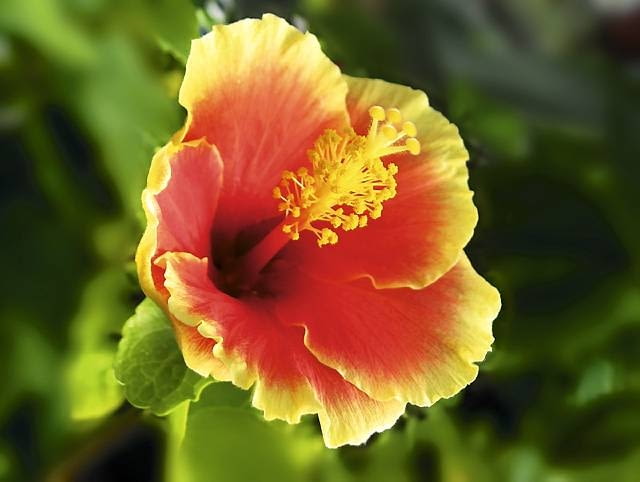 Róża chińska. 'Sleeping Single' Róża chińska. 'Sleeping Single'