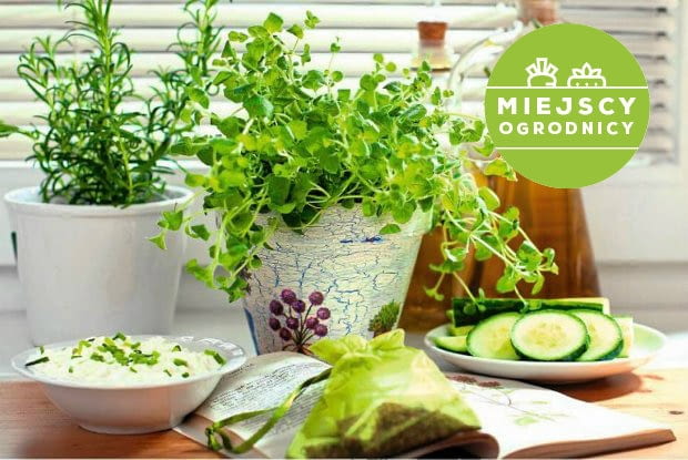 Ziołowy ogródek od zaraz. Miejscy ogrodnicy Ziołowy ogródek od zaraz. Miejscy ogrodnicy