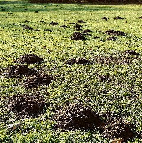 Kretowiska KOPIEC KRETA KRET ZNISZCZONY TRAWNIK FOT. PAWEL SLOMCZYNSKI / AGENCJA GAZETA PUBLIKACJA OGRODY NR 8 (52) - 8.2003