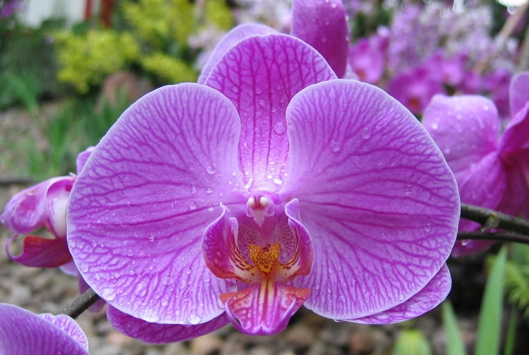 Falenopsis można kupić nawet w hipermarkecie. Słynie z długiego okresu kwitnienia. nie sprawia problemów uprawowych