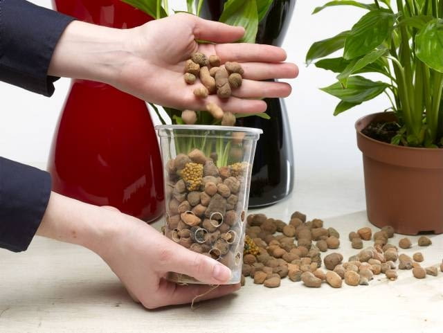 10.03.2008 WARSZAWA SESJA KWATY WE WNETRZU NZ ROSLINY KWIATY SKRZYDLOKWIAT UPRAWA HYDROPONICZNA STYLIZACJA ANETA KOSIBA DLA CZASOPISMA CZTERY KATY FOT. ARKADIUSZ SCICHOCKI / AGENCJA GAZETA PUBLIKACJA CZTERY KATY NR 5 (199) - 5 2008