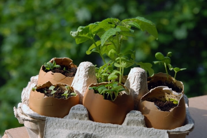 Doniczki na bazylię