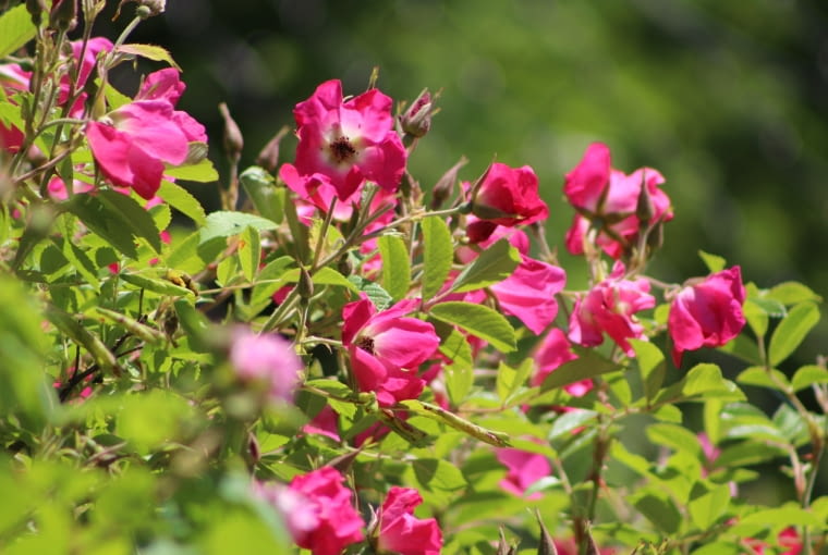Róża pomarszczona ‘Himmelsturmer’ Róża pomarszczona ‘Himmelsturmer’