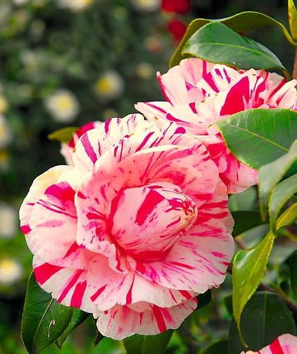 Kamelia 'WILLIAM HONEY'