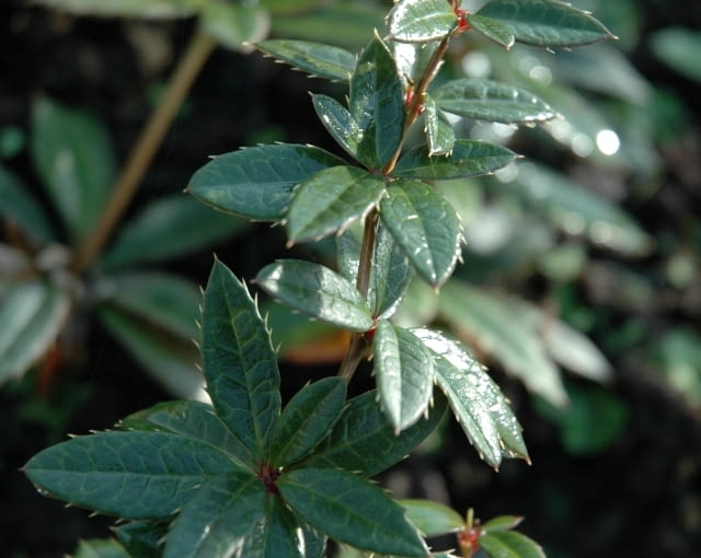 Berberys Juliany (Berberis julianae) ma lśniące, zielone, skórzaste liście Berberys Juliany (Berberis julianae) ma lśniące, zielone, skórzaste liście