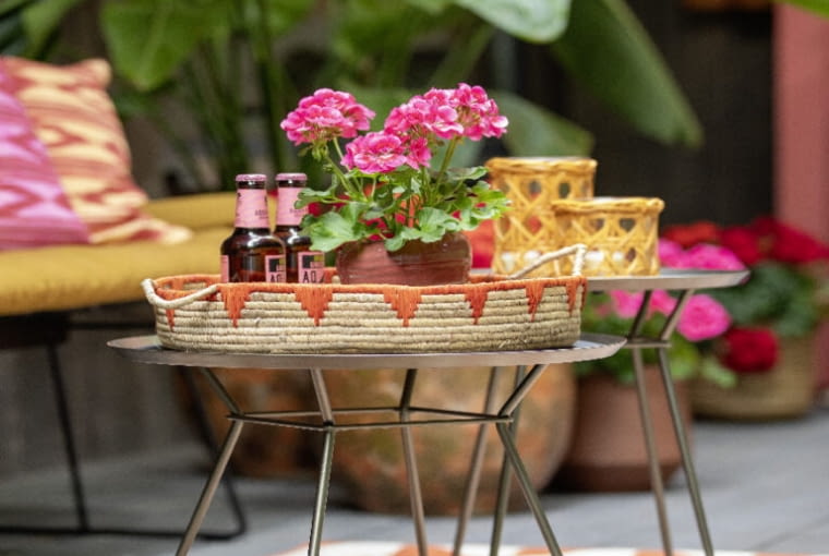 Pelargonie egzotycznie Pelargonie egzotycznie