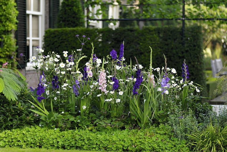 Na tej rabacie królują mieczyki 'Milka', 'Purple Flora', 'Mon Amour' i 'Adrenalin' oraz białe zawilce japońskie. Na tej rabacie królują mieczyki 'Milka', 'Purple Flora', 'Mon Amour' i 'Adrenalin' oraz białe zawilce japońskie.