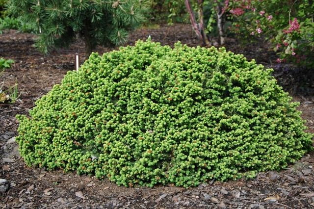 Świerk pospolity 'Little Gem' Świerk pospolity 'Little Gem'