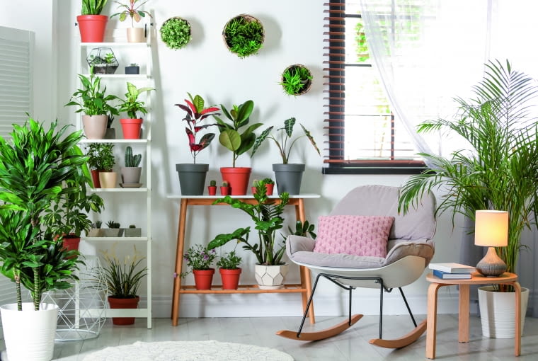 Rośliny we wnętrzach Rośliny we wnętrzach