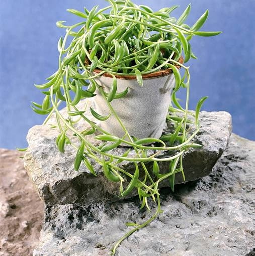 Starzec (Senecio herreianus)