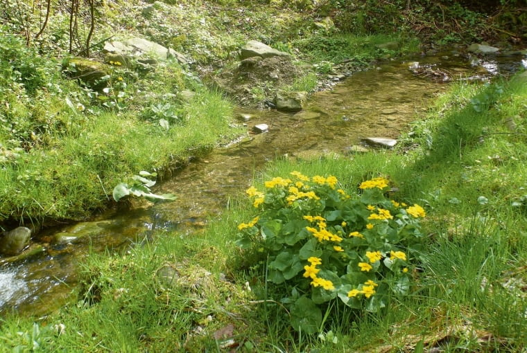 Knieć błotna Knieć błotna