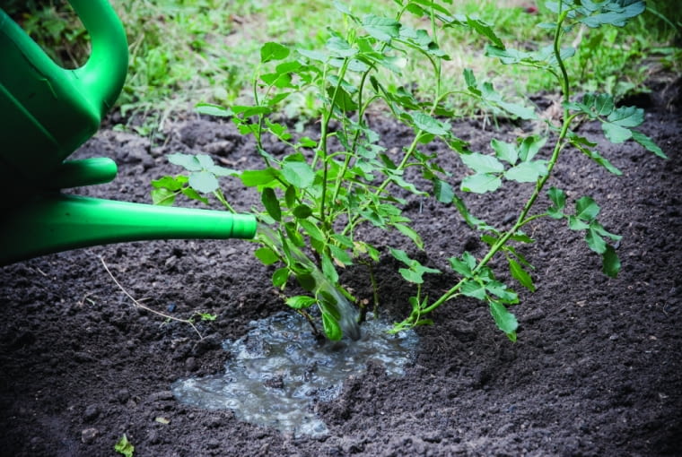 Sadzenie róż Sadzenie róż
