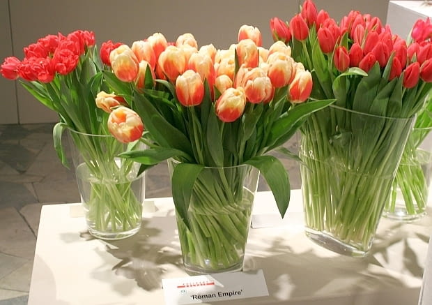 Wystwa tulipanów w Wilanowie