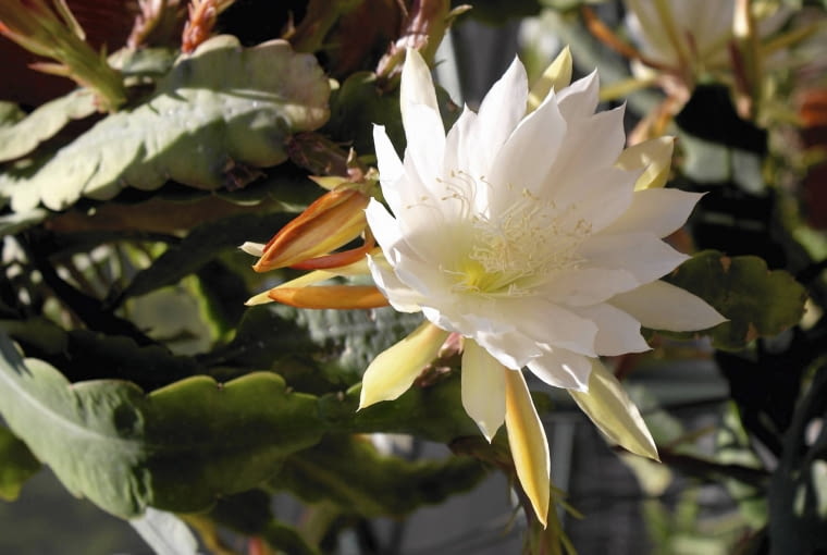 Epifilum 'Niagara' Epifilum 'Niagara'