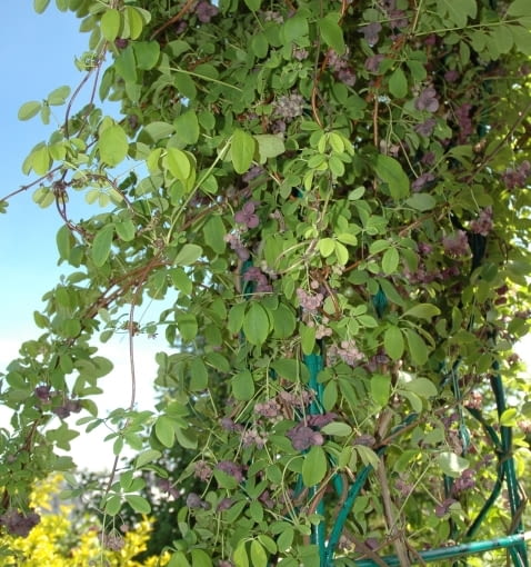 Akebia quinata, akebia pięciolistkowa, pnącza Akebia quinata, akebia pięciolistkowa, pnącza
