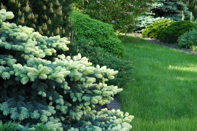 Świerk kłujący (Picea pungens) 'Białobok'. Iglaki Świerk kłujący (Picea pungens) 'Białobok'. Iglaki