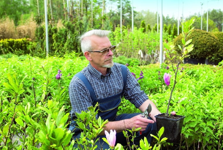 Okazy magnolii sprzedawane w szkółkach mają zazwyczaj wysokość 40-50 cm i 2-3 pędy boczne. Wstępnie skraca się im zbyt długie przyrosty. Okazy magnolii sprzedawane w szkółkach mają zazwyczaj wysokość 40-50 cm i 2-3 pędy boczne. Wstępnie skraca się im zbyt długie przyrosty.