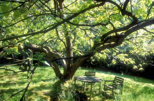 Tu panuje relaks i luz - najzwyklejsze drewniane meble pod niezwykle pięknym drzewem