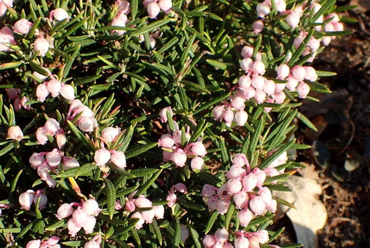 Andromeda polifolia 'Iwasugo' Andromeda polifolia 'Iwasugo'