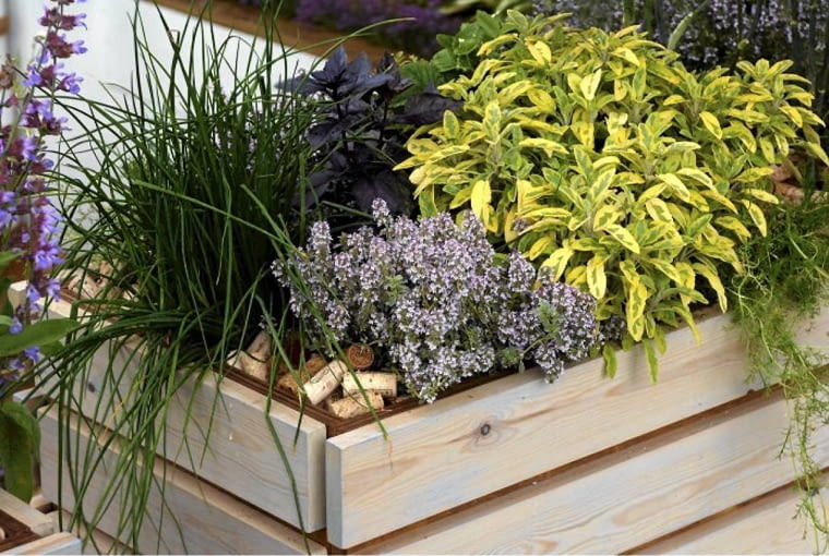 W skrzynina balkonie utworzonoe kompozycję ze szczypiorku, kwitnącej macierzanki i szałwii lekarskiej o barwnych liściach Bottle corks used as mulch in herb planters SLOWA KLUCZOWE: Beet Behälter Echter Salbei Gewürzpflanzen Heers Salbei Idee Kräuter Recycling Recylcling Salbei Schnittlauch Thymian Wiederverwertung dekorativ mulch recycled ungewöhnlich wieder verwerted Übertöpfe *** Local Caption *** 00767163