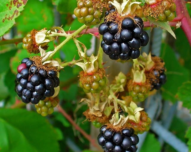 Jeżyna Wikimedia Commons