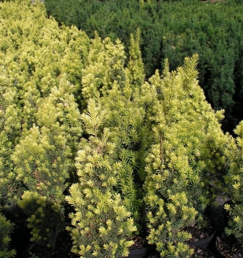 Cis pospolity (Taxus baccata) 'Fastigiata aurea' Cis pospolity (Taxus baccata) 'Fastigiata aurea'