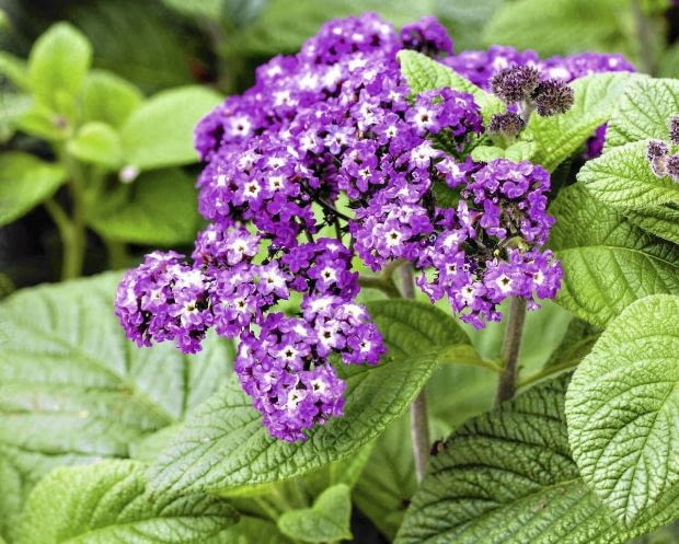 Heliotrop peruwiański (Heliotropium peruvianum) Heliotrop peruwiański (Heliotropium peruvianum)