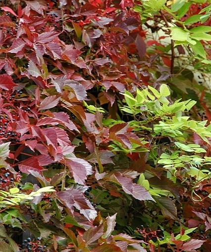 Winobluszcz pięciolistkowy odmiana murowa (Parthenocissus quinquefolia var. murorum) Winobluszcz pięciolistkowy odmiana murowa (Parthenocissus quinquefolia var. murorum)